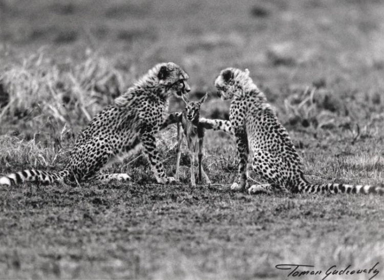 Gudzowaty Cheetahs Photo