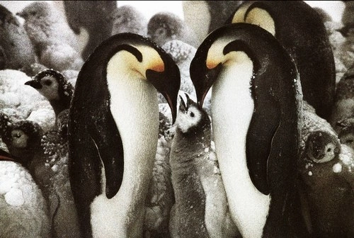 Tomasz Gudzowaty Penguins